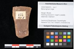 Foto (Objekt + Etikett) von Myrica lignitum Unger (NHMW-GEO-2024-0188-0475)